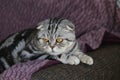 Portrait of a beautiful purebred housecat Royalty Free Stock Photo