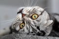 Portrait of a beautiful purebred housecat. British Shorthair kitten Royalty Free Stock Photo