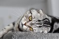 Portrait of a beautiful purebred housecat. British Shorthair kitten Royalty Free Stock Photo