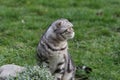 Portrait of a beautiful purebred housecat. British Shorthair kitten Royalty Free Stock Photo