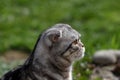 Portrait of a beautiful purebred housecat. British Shorthair kitten Royalty Free Stock Photo