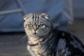 Portrait of a beautiful purebred housecat. British Shorthair kitten Royalty Free Stock Photo