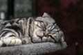 Portrait of a beautiful purebred housecat Royalty Free Stock Photo