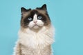 Portrait of a beautiful ragdoll cat with blue eyes on a blue background