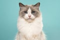 Portrait of a beautiful ragdoll cat with blue eyes on a blue background seen from the front looking at the camera