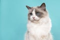 Portrait of a beautiful ragdoll cat with blue eyes looking away on a blue background