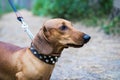 Portrait of a beautiful red dachshund dog in a leash and collar for a walk in the park Royalty Free Stock Photo