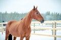 Beautiful red don mare horse on paddock in winter Royalty Free Stock Photo