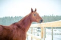 Beautiful red don mare horse on paddock in winter Royalty Free Stock Photo