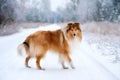 Portrait of a beautiful red fluffy dog collie Royalty Free Stock Photo