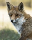 Portrait of a red fox Vulpes vulpes in natural environment. Amsterdamse waterleiding duinen in the Netherlands. Writing space.