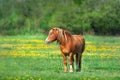 Red horse in yellow flowers Royalty Free Stock Photo