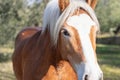 Portrait of a beautiful red horse with a white mane Highlander breed in olive groves Royalty Free Stock Photo