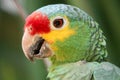 Portrait of beautiful Red-lored Amazon Parrot in Mexico on green blurry background Royalty Free Stock Photo