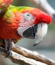 Portrait of a beautiful blue red macaw Royalty Free Stock Photo