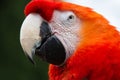 Portrait of a beautiful red Parrot Royalty Free Stock Photo