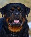 Portrait of a beautiful Rottweiler