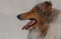Portrait of a beautiful Rough-Collie dog
