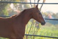 Portrait of beautiful running chestnut Marwari mare in paddock. India. close up