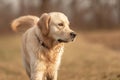 Portrait of a beautiful golden retriever dog across a meadow in autumn Royalty Free Stock Photo