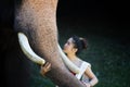 Portrait of Beautiful rural thai woman wear thai dress with elephant in Chiang Mai Royalty Free Stock Photo