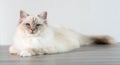 Portrait of beautiful sacred cat of burma Royalty Free Stock Photo