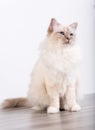 Portrait of beautiful sacred cat of burma Royalty Free Stock Photo