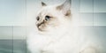 Portrait of beautiful sacred cat of burma, geometric pattern Royalty Free Stock Photo