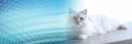 Portrait of beautiful sacred cat of burma. panoramic banner Royalty Free Stock Photo