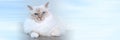 Portrait of beautiful sacred cat of burma. panoramic banner