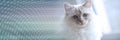 Portrait of beautiful sacred cat of burma; panoramic banner Royalty Free Stock Photo