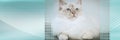 Portrait of beautiful sacred cat of burma. panoramic banner Royalty Free Stock Photo