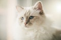 Portrait of beautiful sacred cat of burma