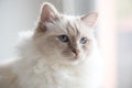 Portrait of beautiful sacred cat of burma Royalty Free Stock Photo