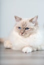 Portrait of beautiful sacred cat of burma Royalty Free Stock Photo