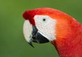 A Portrait of a beautiful scarlet macaw