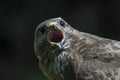 Portrait of a beautiful screaming Common Buzzard Buteo buteo. Royalty Free Stock Photo