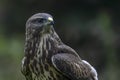 Portrait of a beautiful screaming juvenile Common Buzzard Buteo buteo. Royalty Free Stock Photo