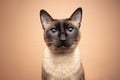 portrait of a beautiful seal point siamese cat with blue eyes looking at camera Royalty Free Stock Photo