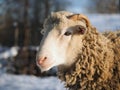 Portrait of a beautiful Sheep. Winter, snow Royalty Free Stock Photo