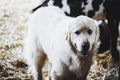Portrait of a shepherd dog patou in a sheepfold Royalty Free Stock Photo