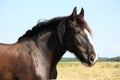 Portrait of beautiful shire horse on sky background Royalty Free Stock Photo