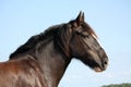 Portrait of beautiful shire horse on sky background Royalty Free Stock Photo