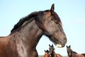 Portrait of beautiful shire horse on sky background Royalty Free Stock Photo