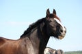 Portrait of beautiful shire horse on sky background Royalty Free Stock Photo