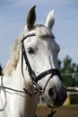 Portrait of beautiful show jumper horse Royalty Free Stock Photo