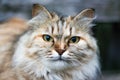 Portrait of a beautiful Siberian cat. Muzzle of a cat. Green eye