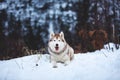 Portrait of beautiful Siberian Husky dog lying is on the snow in winter forest at sunset on blue mountain background Royalty Free Stock Photo