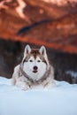 Portrait of beautiful Siberian Husky dog lying is on the snow in winter forest at sunset on bright mountain background Royalty Free Stock Photo