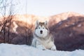 Portrait of beautiful Siberian Husky dog lying is on the snow in winter forest at sunset on bright mountain background Royalty Free Stock Photo